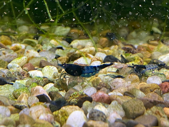 Blue Rili Shrimp plus for. DOA