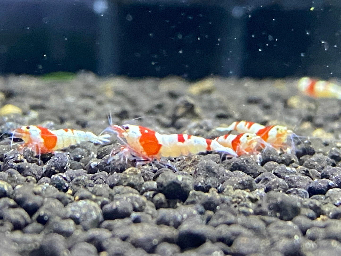 CRYSTAL RED