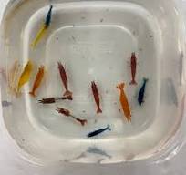 Skittles Assorted Neocaridina