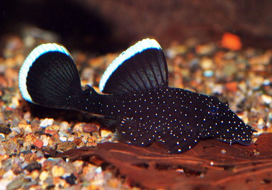 L183 Plecostomus Starlight