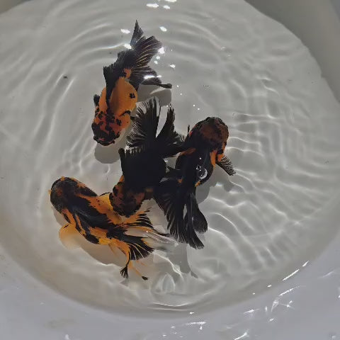 Apache Oranda Juvenile