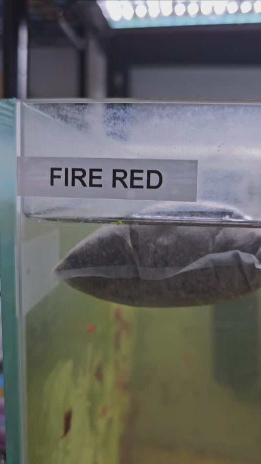 FIRE RED plus for DOA