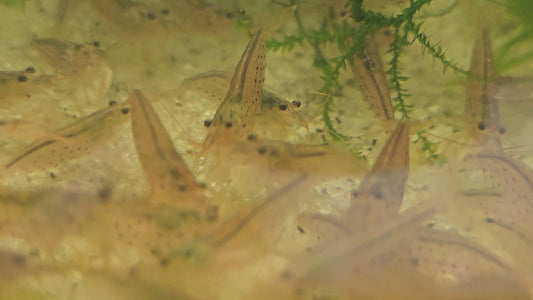 Red Amano Shrimp