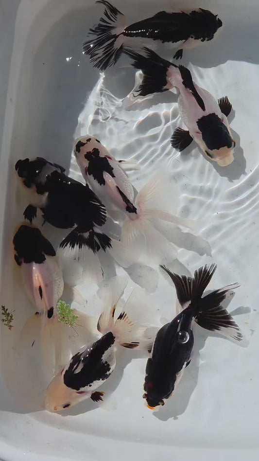 Panda Oranda Goldfish 3 inch plus