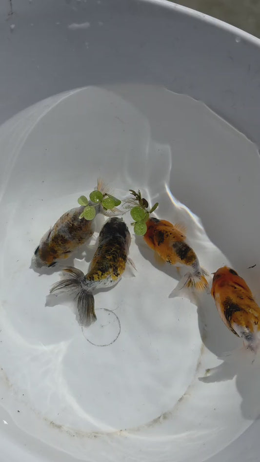 Calico Ranchu 2.5 inch