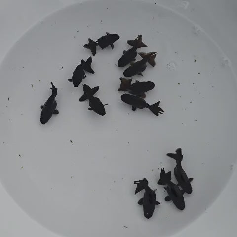 Black Ranchu Juvenile