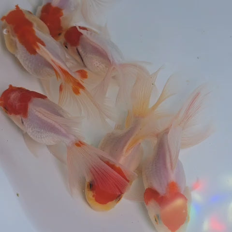 Red Cap Oranda Juvenile