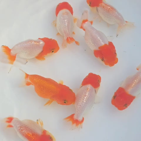 Red and Red & White Ranchu Lionhead/Dragonhead Juvenile