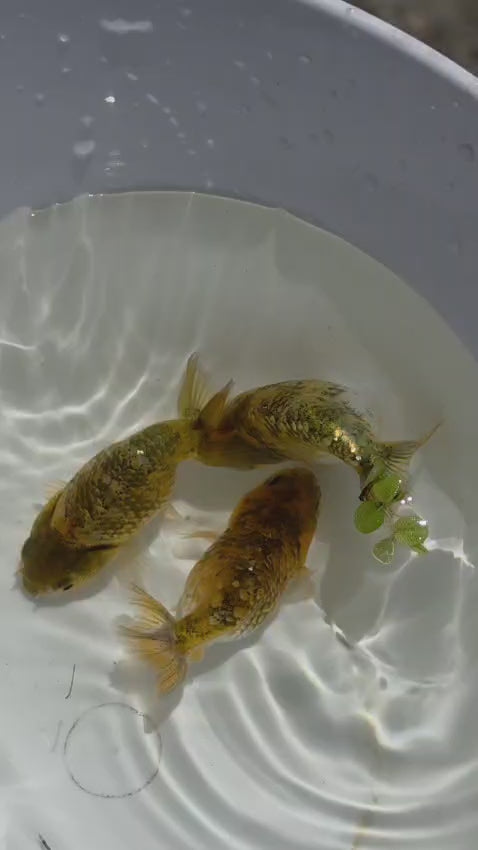 Copper Calico Ranchu 2.5 inch