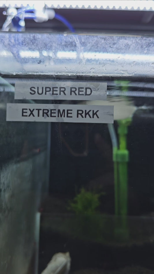 Extreme Red King Kong plus for DOA