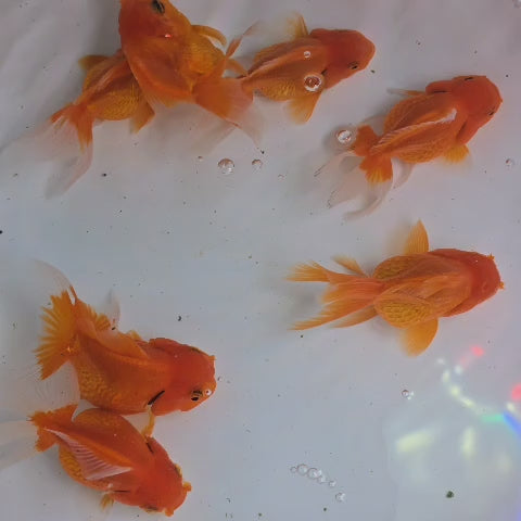Orange Oranda Juvenile