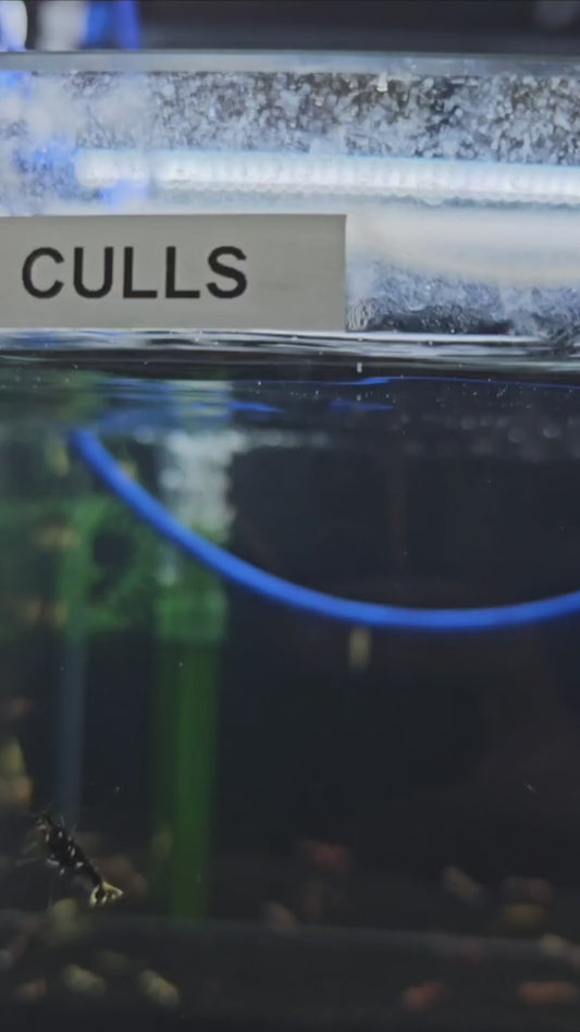 Caridina adult mixed gene (MALES) (pack of 20+2)