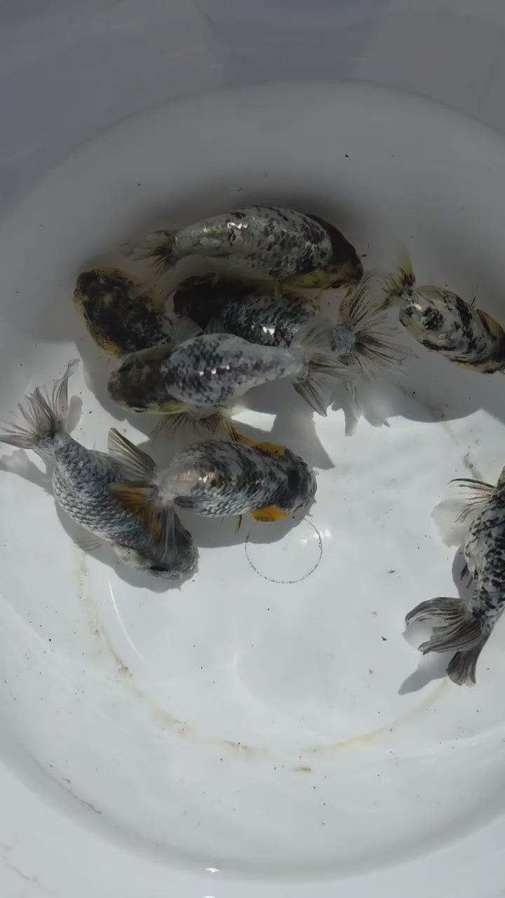 Granite Ranchu 2.5 inch – Blue Crown Aqua