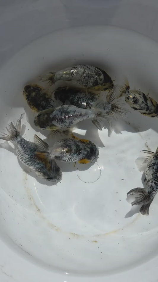 Granite Ranchu 2.5 inch