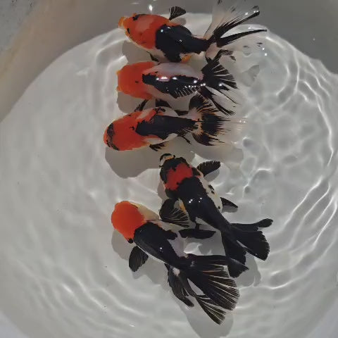 Tri Color Oranda Juvenile