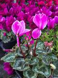 Cyclamen Pink White Rim, Christmas gifts in 4 inch pot Winter Flowers- Get Similar
