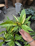 4 inch pot - Philodendron Ring of Fire high variegation- Get similar to picture