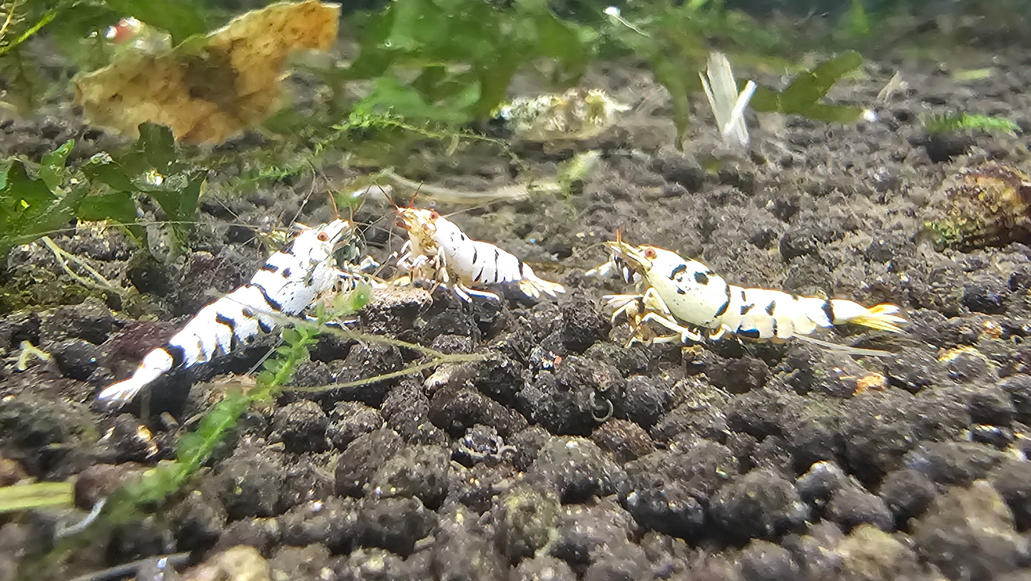 BLACK FANCY TIGER A/S