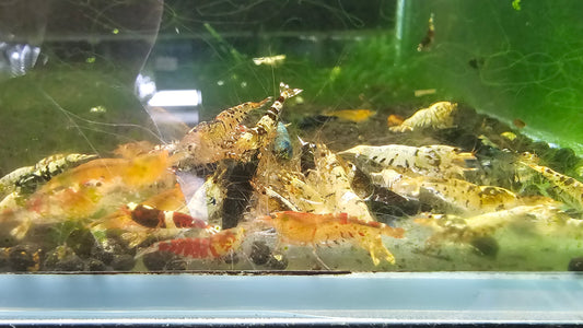 Caridina adult mixed males