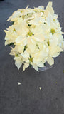 Noche buena XL 2ft tall Poinsettia White, Christmas gifts in 8 inch pot- Get Similar