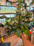 8 inch pot - Philodendron squamiferum XL big plant - Red Bristle Philodendron indoor and outdoor air purifier- Get similar to the picture