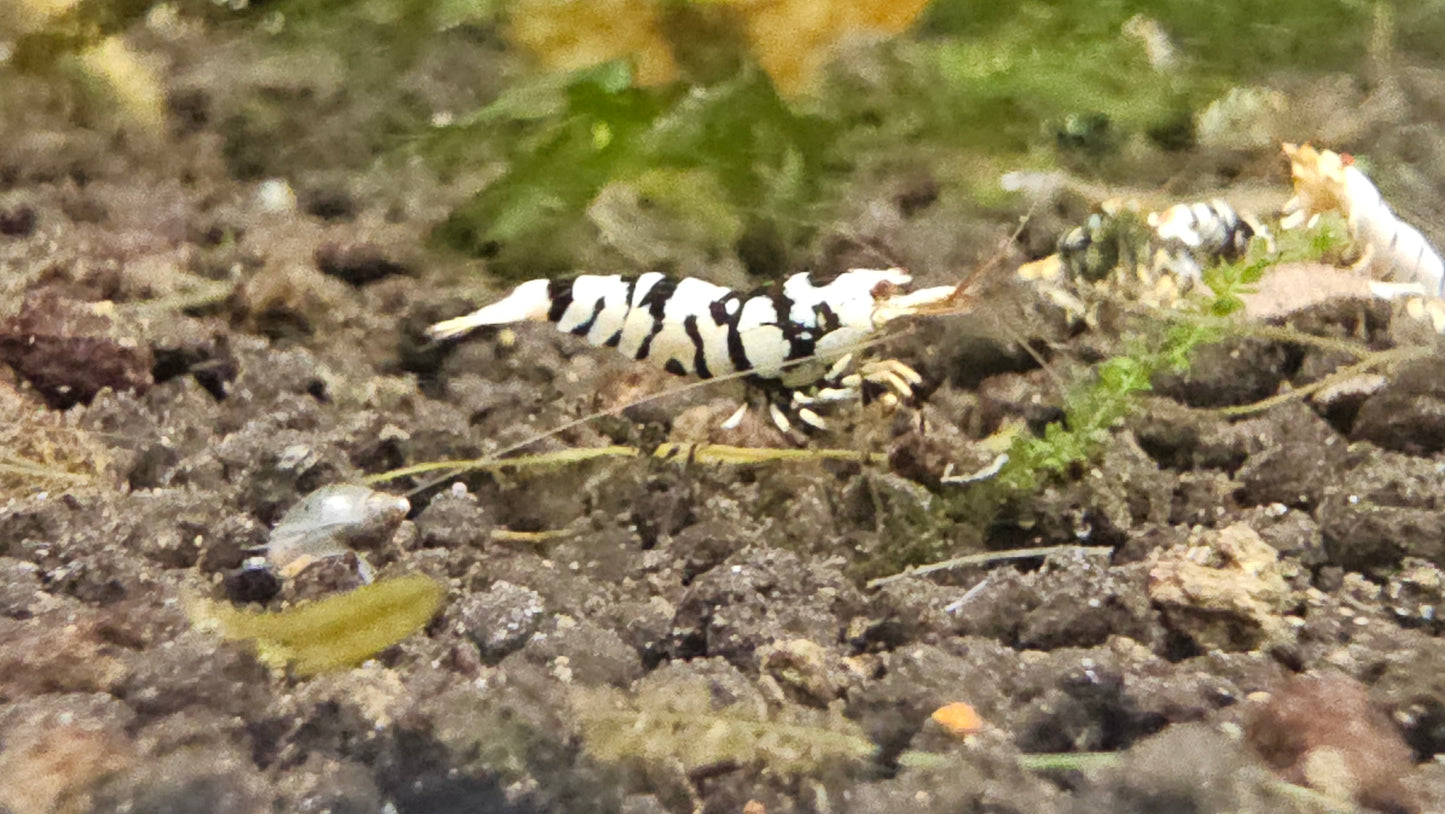 BLACK FANCY TIGER A/S