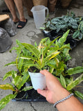 4 inch pot - Philodendron Ring of Fire high variegation- Get similar to picture