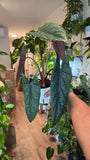 4 inch pot - Alocasia Scalprum - Exact Plant