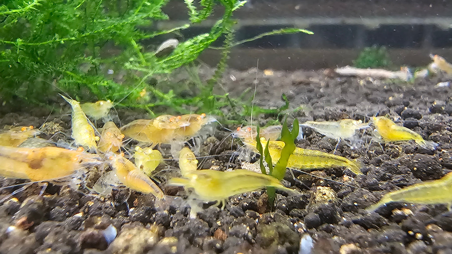 Orange Eye Yellow King Kong