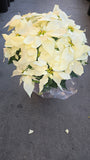 Noche buena XL 2ft tall Poinsettia White, Christmas gifts in 8 inch pot- Get Similar