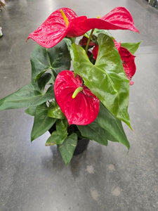 8 inch Pot XL Anthuriums Red Flower Big Plant- Get similar to picture