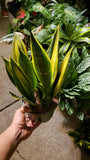 6 in Pot -  Sansevieria, Golden Flame 'La Rubia', Snake Plant, Live House Plant- Air Purifier- Feet Tall- Get similar