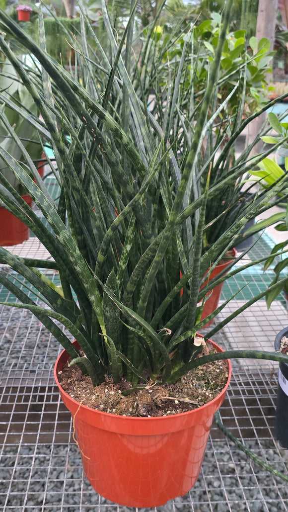 Sansevieria Fernwood in 8 inch pot - Snake Plant - 2 Ft Snake Plant - Get similar