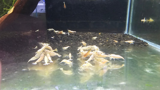 Golden/White Bee Mix. PLUS FOR DOA