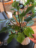 8 inch pot - Philodendron squamiferum XL big plant - Red Bristle Philodendron indoor and outdoor air purifier- Get similar to the picture