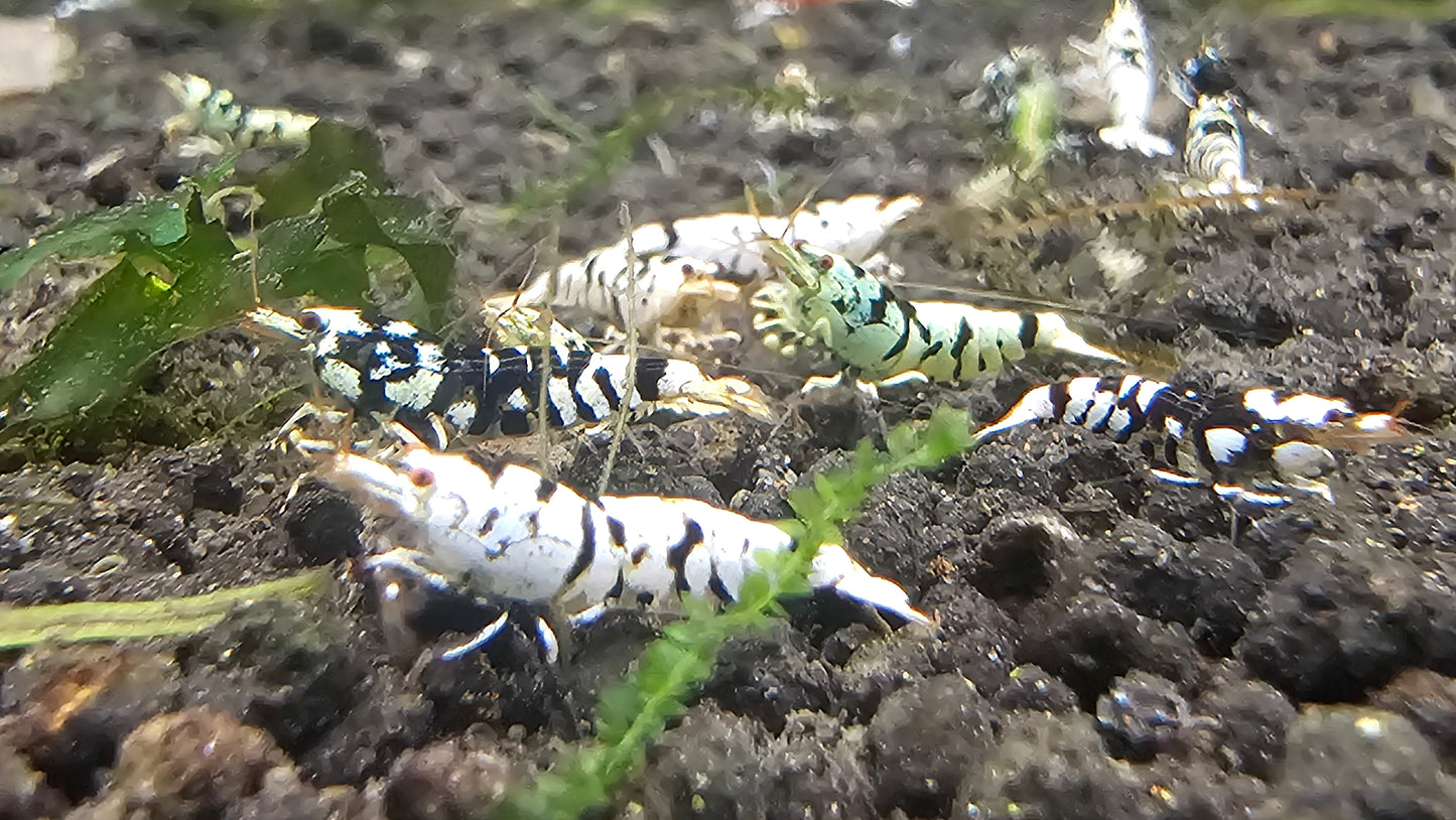 BLACK FANCY TIGER A/S