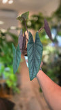 4 inch pot - Alocasia Scalprum - Exact Plant
