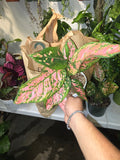 6 inch Pot - Pink Plant Live Aglaonema Indoor Air Purifier Easy Care- Get similar