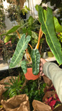 6 Inch Pot - Philodendron Billietia Rare Plant- Get Similar