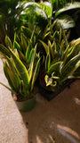 6 in Pot -  Sansevieria, Golden Flame 'La Rubia', Snake Plant, Live House Plant- Air Purifier- Feet Tall- Get similar