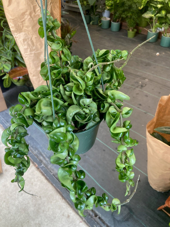6 inch pot - Hoya Compacta aka Hoya Compacta Hindu Rope in Hanging Pot Live