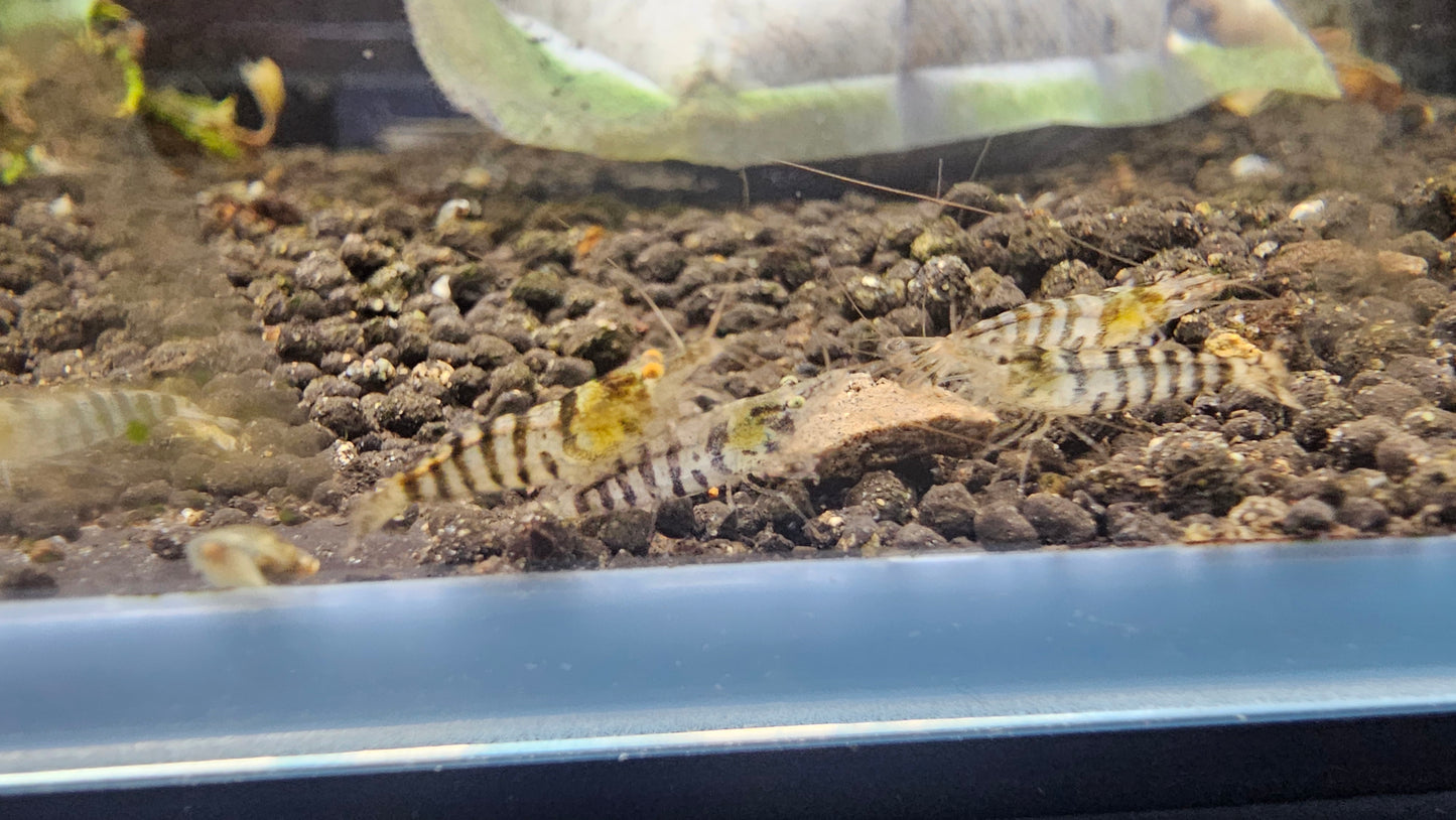 Zebra Babaulti Shrimp plus for DOA extra)