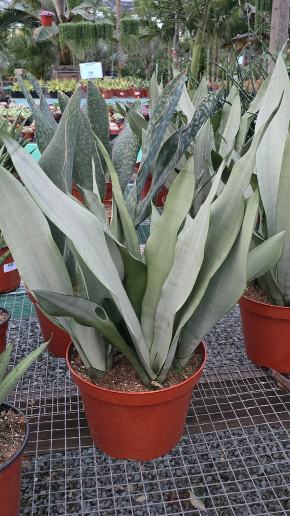Sansevieria Moonshine in 8 inch pot - Snake Plant - 2 Ft Snake Plant - Get similar