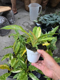 4 inch pot - Philodendron Ring of Fire high variegation- Get similar to picture