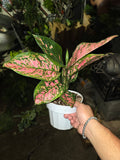 6 inch Pot - Pink Plant Live Aglaonema Indoor Air Purifier Easy Care- Get similar