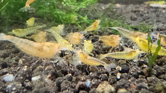 Orange Eye Yellow King Kong