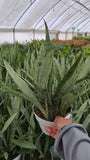 Sansevieria trifasciata 'Silver Princess' in 6 inch pot - Snake Plant - 1.5-2 Ft Snake Plant - Get similar