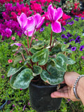 Cyclamen Pink White Rim, Christmas gifts in 4 inch pot Winter Flowers- Get Similar