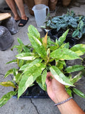 4 inch pot - Philodendron Ring of Fire high variegation- Get similar to picture