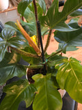 8 inch pot - Philodendron squamiferum XL big plant - Red Bristle Philodendron indoor and outdoor air purifier- Get similar to the picture